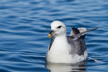 Eissturmvogel