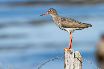 Adulter Rotschenkel in Island