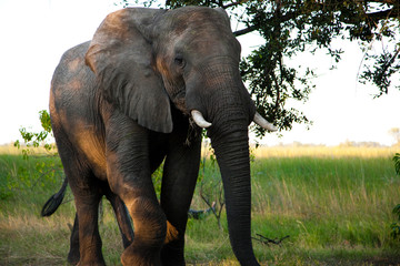 Fototapeta na wymiar Elephants in Moremi GR - Okavango delta - Botswana