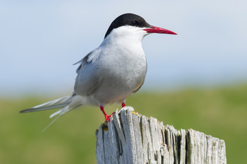 Küstenseeschwalbe in Island