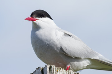 Küstenseeschwalbe in Island