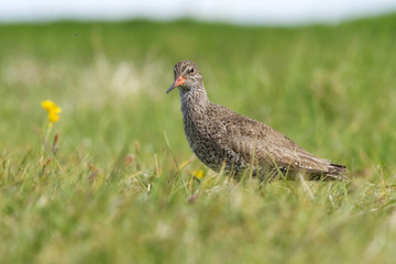 Adulter Rotschenkel in Island