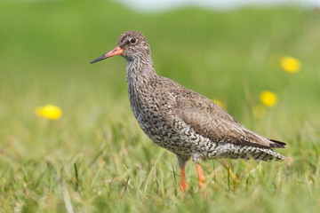 Adulter Rotschenkel in Island