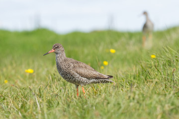 Adulter Rotschenkel in Island