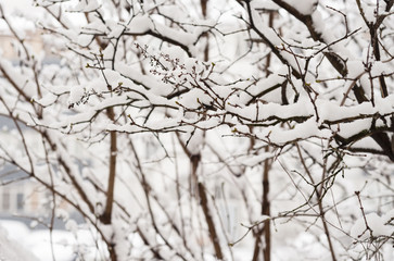 Branches covered with snow in the winter countryside.