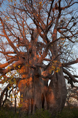 Baobab tree from Makgadikgadi Pans