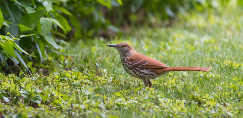 Lovely song bird, the Brown Thrasher (Toxostoma rufum), hunting in grass on a lawn - This bird loves dense thickets, living in nearby shrubbery, she hunts for insects to take back to her nest.