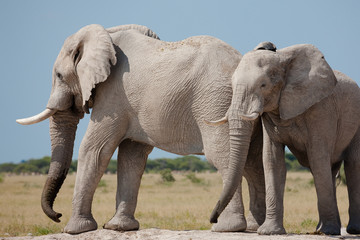 Obraz premium Elephants at waterhole in Nxai Pan GR - Botswana