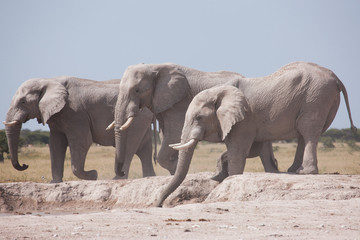Elephants at waterhole in  Nxai Pan GR - Botswana