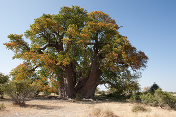 Baobab tree from Makgadikgadi Pans
