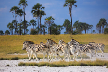 Fototapeta na wymiar Zebras migration in Makgadikgadi Pans National Park - Botswana