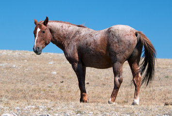 Red Roan Wild Stallion mustang in the Pryor Mountain Wild Horse Range in Montana USA