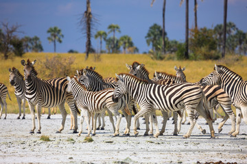 Fototapeta na wymiar Zebras migration in Makgadikgadi Pans National Park - Botswana