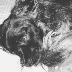 Dog Black