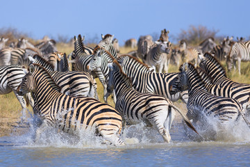 Zebras migration in Makgadikgadi Pans National Park © Radek