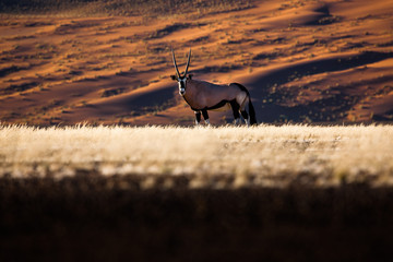 Oryx and dunes - Sossusvlei - Namibia