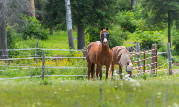 Two horses with blindfolds grazing & relaxing in springtime summer meadow.  Mesh blindfolds allow the horse to see whilst protecting the animal's eyes from horsefly bites.