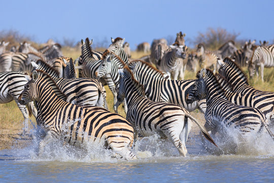 Zebras Migration In Makgadikgadi Pans National Park