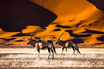Fototapete Orange Oryx und Dünen - Sossusvlei - Namibia