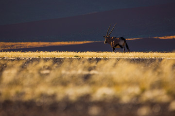 Oryx and dunes - Sossusvlei - Namibia