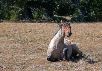 Red Roan Wild Stallion getting up from rolling in the dirt in the Pryor Mountain Wild Horse Range in Montana USA