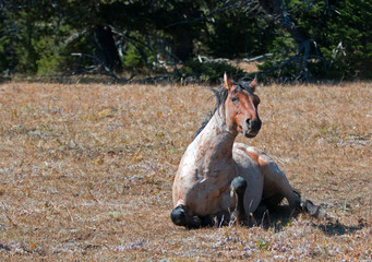 Red Roan Wild Stallion getting up from rolling in the dirt in the Pryor Mountain Wild Horse Range...