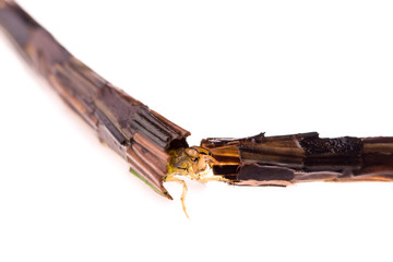 Caddisfly larva grabbing another proterctive case