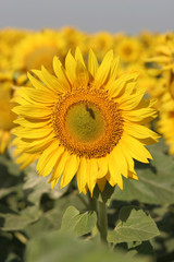 Fototapeta premium Sunflower fields Southern Ukraine