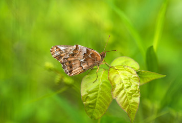 Variegated Fritillary (Euptoieta claudia)