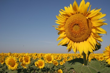 Sunflower fields Southern Ukraine