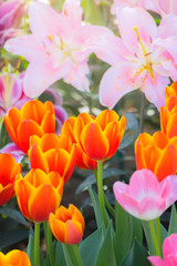 Fototapeta premium Tulip. Beautiful bouquet of tulips. colorful tulips.