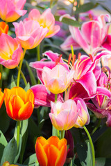 Naklejka premium Tulip. Beautiful bouquet of tulips. colorful tulips.