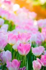 Obraz na płótnie Canvas Tulip. Beautiful bouquet of tulips. colorful tulips.