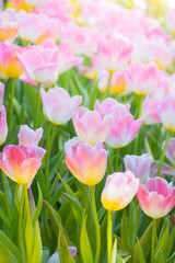 Tulip. Beautiful bouquet of tulips. colorful tulips.