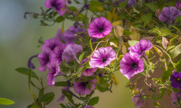 Fototapeta Lovely Springtime lavender pink trailing petunias in full bloom, glowing in soft sunlight in a hanging flower pot.
