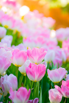 Tulip. Beautiful bouquet of tulips. colorful tulips. © teerawit