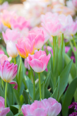 Tulip. Beautiful bouquet of tulips. colorful tulips.