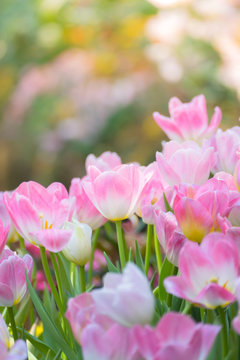 Tulip. Beautiful bouquet of tulips. colorful tulips. © teerawit