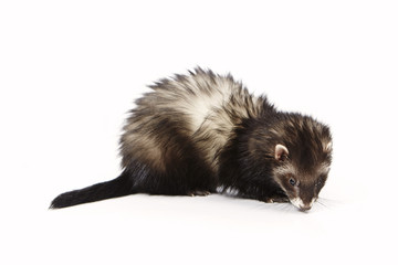 Fototapeta na wymiar Black ferret on white background posing for portrait in studio