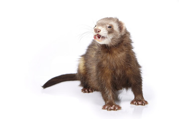 Cinnamon ferret on white background posing for portrait in studio