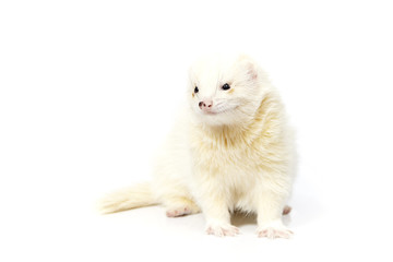 Dark eyed white ferret on white background posing for portrait in studio