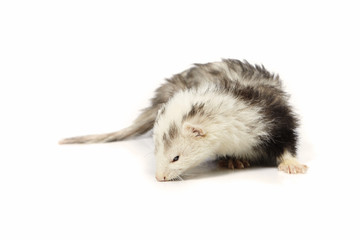 Grey angora ferret on white background posing for portrait in studio