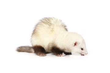 Light chocolate ferret on white background posing for portrait in studio