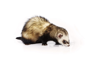 Standard color ferret on white background posing for portrait in studio