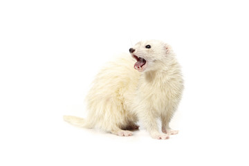 Dark eyed white ferret on white background posing for portrait in studio
