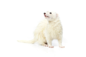 Dark eyed white ferret on white background posing for portrait in studio