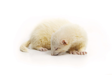 Albino ferret on white background posing for portrait in studio