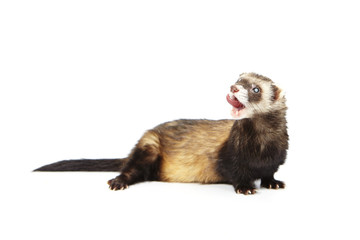Pretty blind ferret on white background posing for portrait in studio