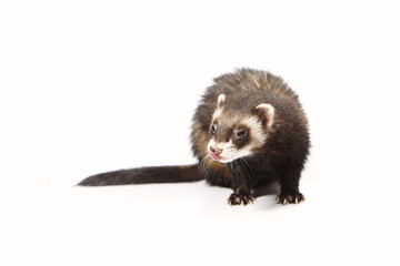 Dark pretty ferret on white background posing for portrait in studio