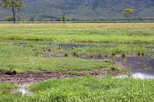 Magpie Geese in swamp near hills in Queensland